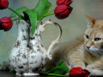 Tabby*n Tulips