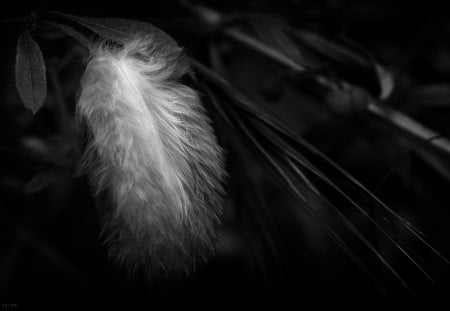 Caught - feather, float, nature, wind