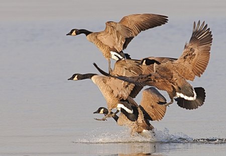 Ducks - ducks, flight, feathers, water