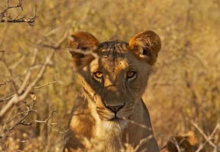 LEOA - felina, fauna, animal, natureza