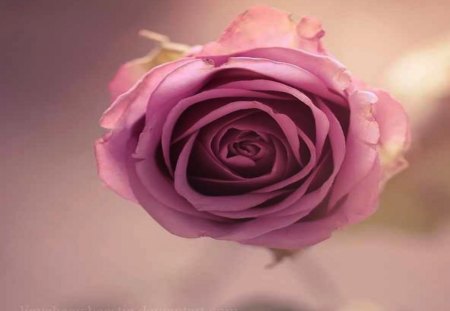 Blushing Rose - one, single, mauve, rose, pale, flower, pink