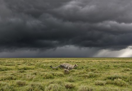 a running cheetah in serengeti tanzania - plains, cheetah, clouds, running