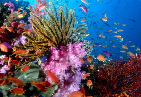 Coral reef - picture, 07, ocean, 06, 2012