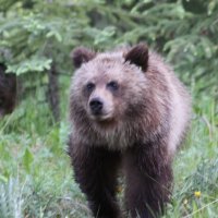 Bear coming toward me run