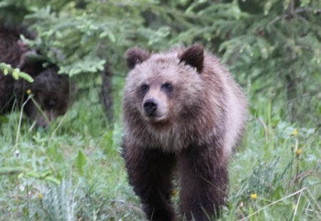 Bear coming toward me run - brown, bear, photography, green, tree