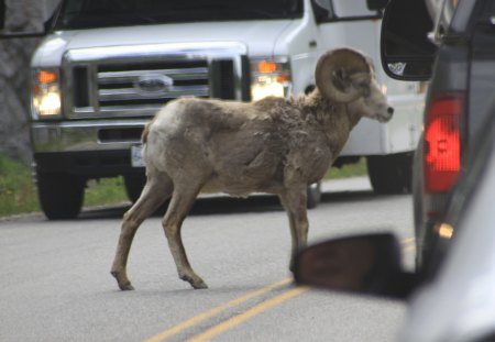 Mountain Goat own the street at Lake Louise - photography, yellow, truck, grey, goat