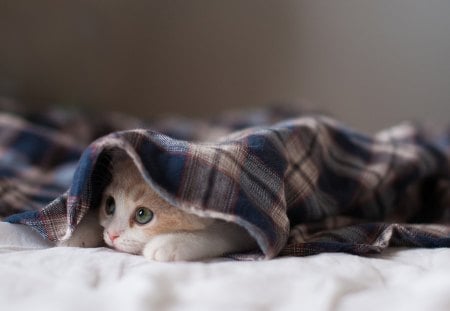 By Ben Torode - ben torode, hide and seek, kitten, cat, hannah