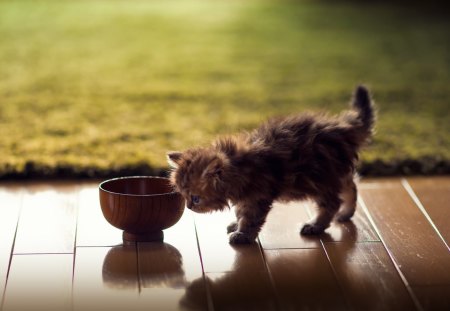 By Ben Torode - ben torode, kitten, toy, cat, hannah