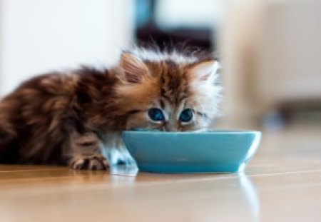 By Ben Torode - ben torode, eat, animal, kitten, hanna, food, cute, cat