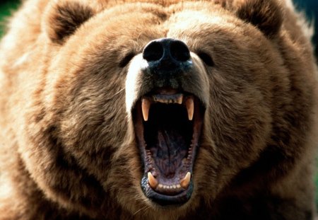 Bear warning - bear, animal, wild life, brown