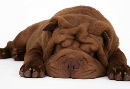 Shar pei puppy - puppy, pet, scott ford, white, shar pei, sleep, brown, dog, animal, sweet, chocolate, cute