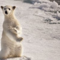 Polar bear in the snow