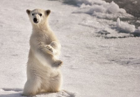 Polar bear in the snow - bear, polar bear, wild life, snow