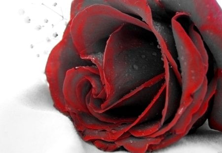 Black red rose - love, red, rose, black, flower