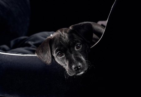 Wonderful puppy, all in black - puppy, dog, pet, black, cute