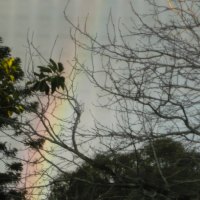 Ghostly Winter Branch's with Rainbow