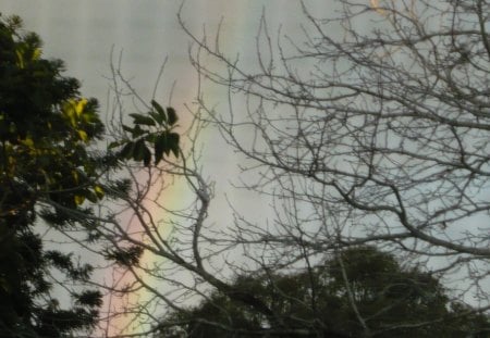 Ghostly Winter Branch's with Rainbow - winter, nature, rainbow, trees