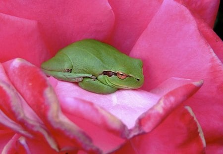 PRETTY RESTING PLACE. - frog, pink, rose, green