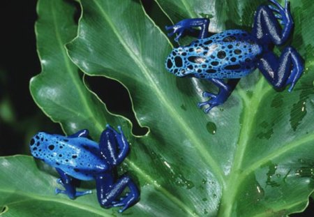 TWO LITTLE BLUE FROGGIES - pretty, frogs, plant, blue