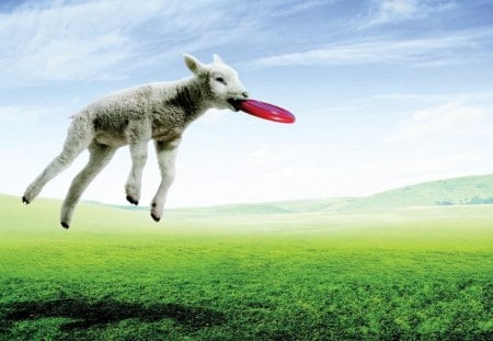 time to play - play, cute, spring, grass, field, lamb