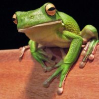 WHITE LIPPED TREE FROG