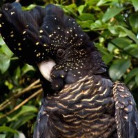 Black Cockatoo