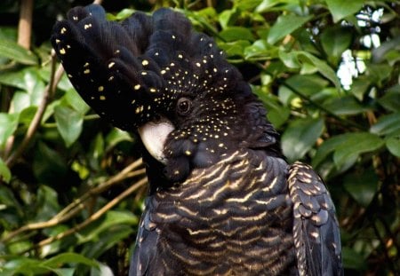 Black Cockatoo - black cockatoo, bush, parrot, tree