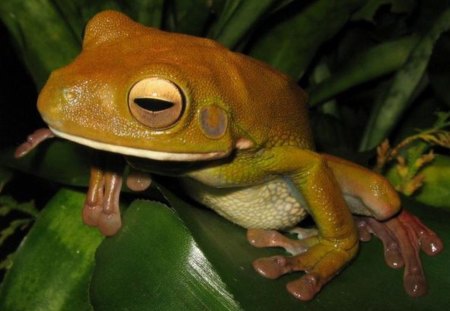 GIANT TREE FROG - beautiful, frog, tree, plant