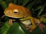 GIANT TREE FROG