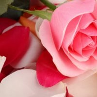 Pink rose on rose petals