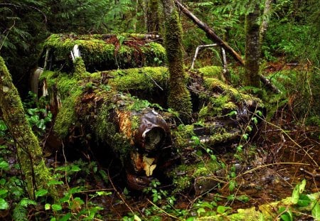 Car in Forest - tree, forest, nature, car