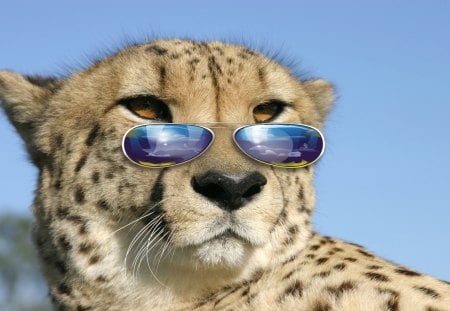 Cool big cat - cheetah, big cat, sunglasses, wild life