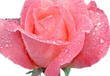 Simply a rose - flower, pink, rose, water