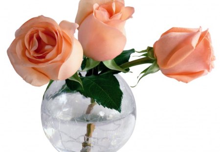 Three roses in a vase - rose, water, peach, flowers, vase