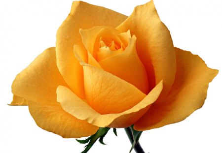 Yellow rose means faith - single, yellow, rose, faith, flower