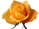 Yellow rose means faith