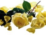 Yellow rose with petals