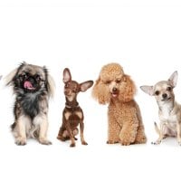 Small breeds of dogs