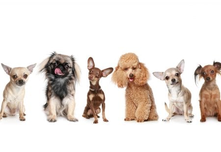 Small breeds of dogs - Dogs & Animals Background Wallpapers on Desktop ...