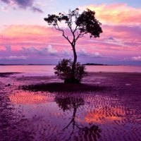 tree-at-dusk