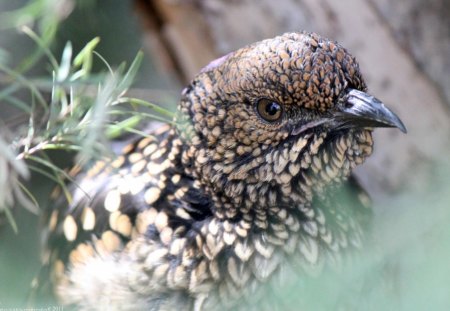 How Cute - trees, feathers, animals, birds