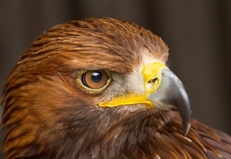 Eagle - eagle, feathers, beak, bird