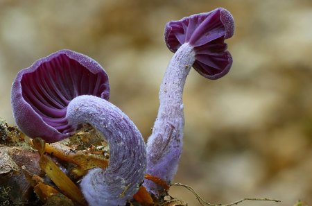 Two Real Fun Guys - stalks, gills, purple, fungi