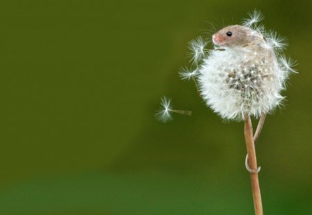 Tiny Mouse (No Relation) - seed, mouse, head, dandelion