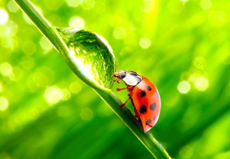 Ladybug - pretty, fantastic, amazing, great, grass, stunning, animal, garden, nice, outstanding, super, culm, beautiful, ladybug, bug, wonderful, nature, waterdrop, grass stalk, marvellous, picture, awesome, skyphoenixx1, insect, adorable, animals, wallpaper