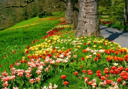 Flowers in the park - pretty, summer, grass, meadow, forest, calmness, flowers, path, garden, field, nice, greenery, trees, beautiful, colors, lovely, colorful, nature, green, peaceful, park