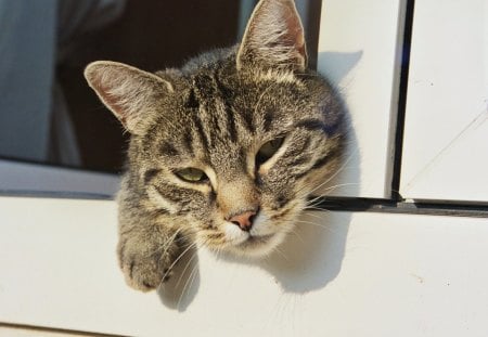 Hanging up - window, cat, tired, looking