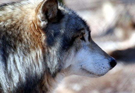 Wolf Profile - predator, hunter, wolf, wild