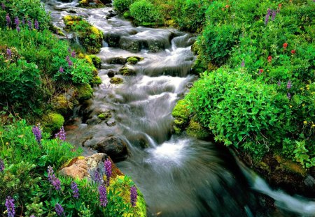 Natural beauty - beauty, peaceful, water, stream, meadow, field, creek, rocks, calmness, river, green, grass, flow, summer, serenity, nature, forest, beautiful, stones, flowers, natural