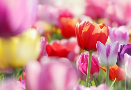 Tulips - nature, red, tulips, field, flowers, spring, flower